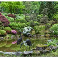 Early Spring at the Portland Japanese Gardens