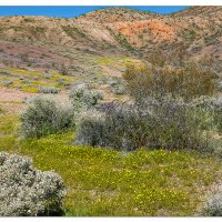 Red Rock State Park Blooms
