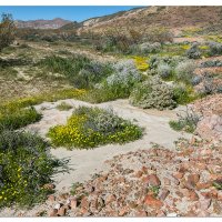 Red Rock Blooms