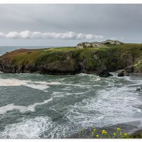 Bodega Bay Blooms