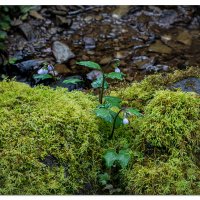 Sweet Creek - Trailside Flowers