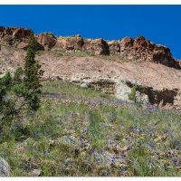 Larkspurs Along the Trail