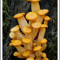Fungus, Cades Cove, Tennessee.