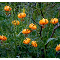 Tiger Lillies, North Lake, High Sierra, CA.
