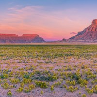 Sunrise with Wildflowers