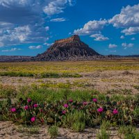 Factory Butte Wildflowers