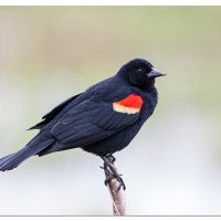 Red Wing Black Bird