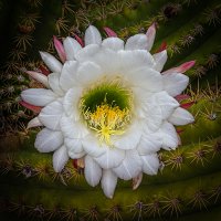 Argentine Giant Cactus Bloom