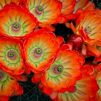 Claret Cup Blossoms