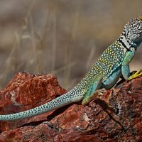 Collared Lizard Arizona-98-Edit