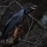 Common Raven-1066-Edit-2