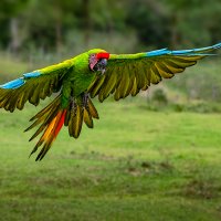 Great Green Macaw