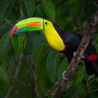 Keel-billed Toucan-157-Edit