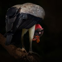 King Vulture-328-Edit-Edit