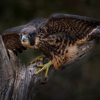 Peregrine Falcon-1443-Edit-2-Edit