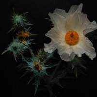 Prickly Poppy-5-Edit