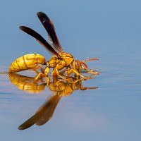 Thirsty Yellow Wasp