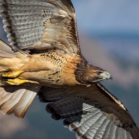 Red-tailed Hawk