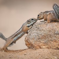 Harris's Antelope Squirrels