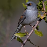 Yellow-eyed Junco