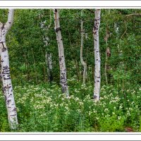 190713-10767-5DS R