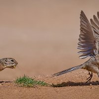 The chase is on!