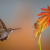 Competing For Nectar