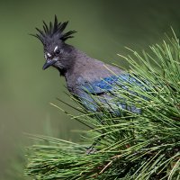 Steller's Jay