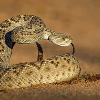 Western Diamondback Rattlesnake