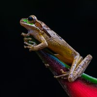 Costa Rican Masked Tree Frog