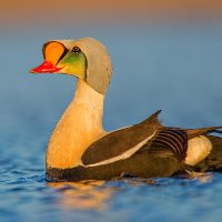 male King Eider