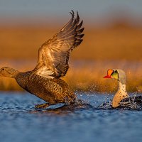 King Eiders, female take-off