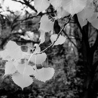 LRCC_IR590_Path_Leaves_FW_IMG_0306