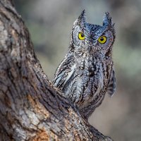 Western Screech Owl