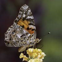 Painted Lady-476-2-Edit