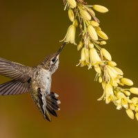 Black-chinned Hummingbird on Texas Yellow Yucca