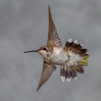 Broad-tailed Hummingbird