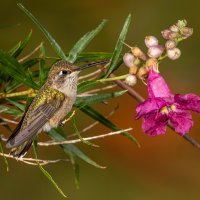 Costa's Hummingbird on Desert Willow