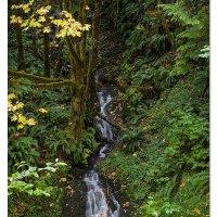 Calawah Road - UnnamedFalls