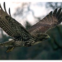 Young Red Tail