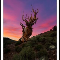 Bristlecone