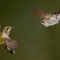 Face Off-1070