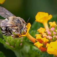 California Digger Bee