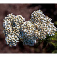 190726-11288-5DS R