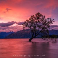 Wanaka Tree Twilight