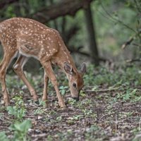 75K_3619  T1a-denoise-adjust  Sig  1000