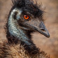 Emu