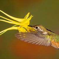 Rufous Hummingbird-200-Edit