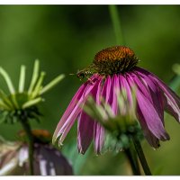 Cone Flower Wasp