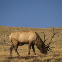 _CFA9803-1